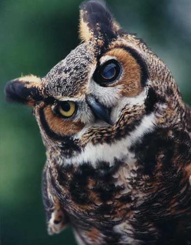 Mean Owl